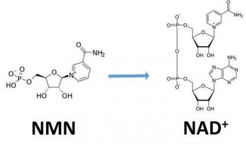 古特生物