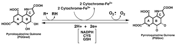 包含圖片、插圖等的外部文件。
對(duì)象名稱為 biomolecules-11-01441-g001.jpg