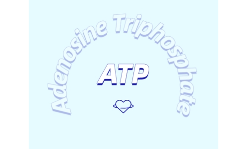 ATP 補充劑有什么作用？